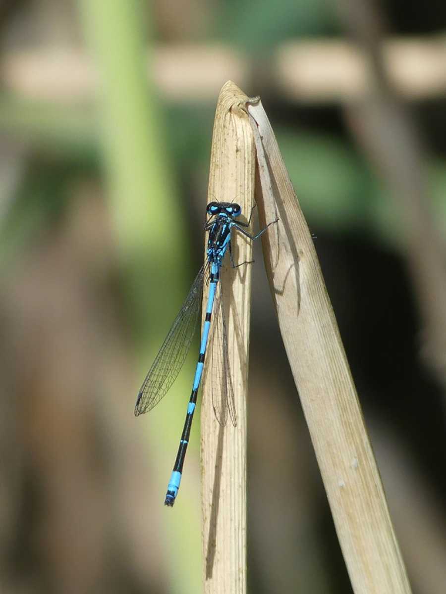 Coenagrion_pulchellum